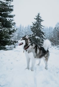 Koda
