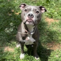 Dolly