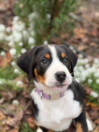 Isla