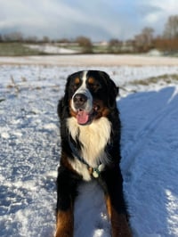 Tigo