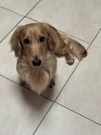Dash
