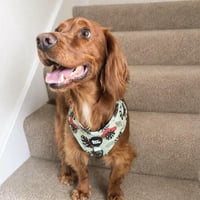 Winston