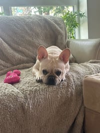 Pipi