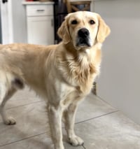 Koda