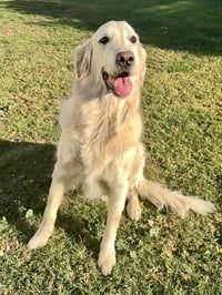 Bodhi