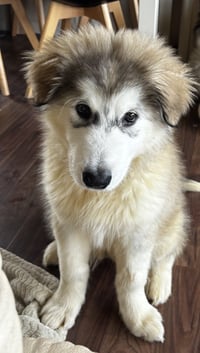 Kaya