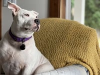 Abby the Lovebug
