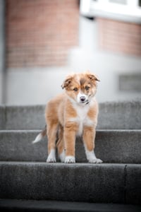 Hazel