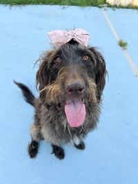Rosie