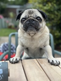 Roxy