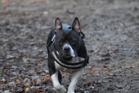 Nala