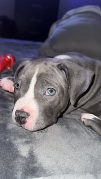 Koda