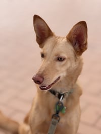 Otto