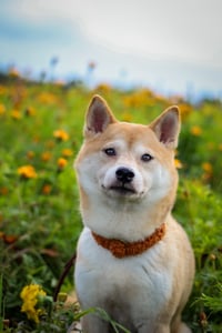 Aika