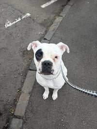 Bosco