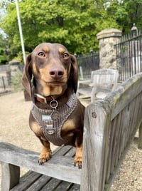 Otto