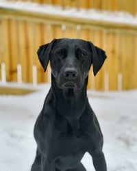 Nova