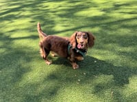 Pippa