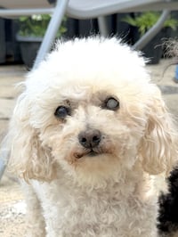 Fluffy