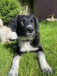 Millie