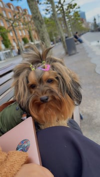 Daisy