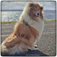 Kenji
