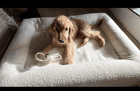 sir. teddy