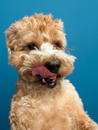 Cooper