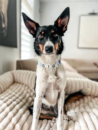 Gigi