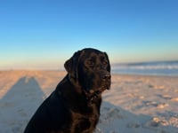 Duke