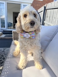 Murphy