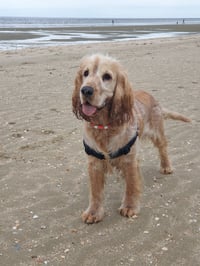 Hugo