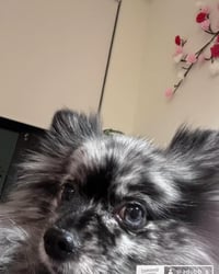 Archibald Wolfgang