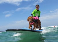 Surf Dog Ricochet