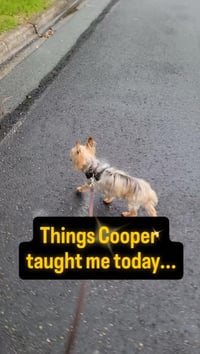 Cooper