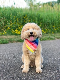 Tucker