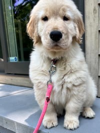Georgie