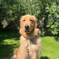 Roy