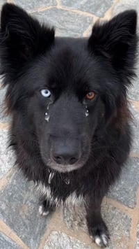 Laika