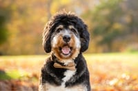 Chewy