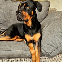 Lois