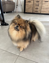 Nala