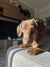 Olly