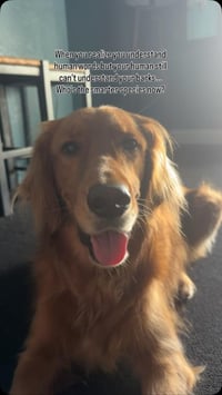 Milo The Golden