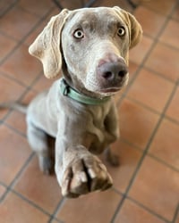 Sam