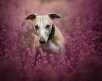 Echo