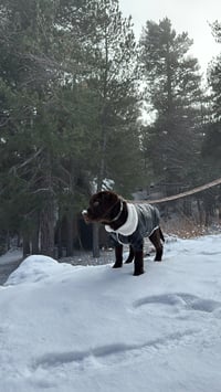 BRUNO