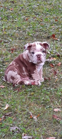 Gordy
