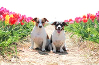 Max en Spike