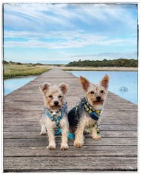 Kenai and Mickey